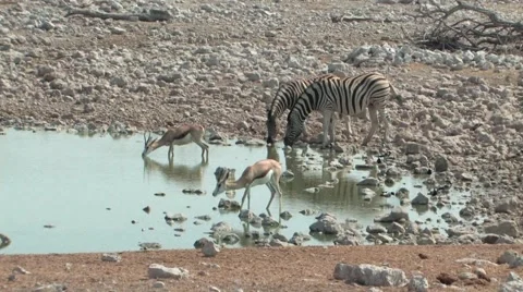 Springbok &amp; Zebra Etosha Stock Footage 949141