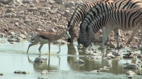 Springbok &amp; Zebra Etosha Stock Footage 949151