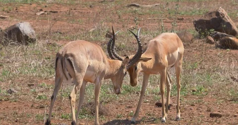 Springboks FIghting Stock Footage 90537271