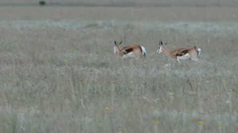 Springboks -   gazelles with great agility Stock Footage 34177267