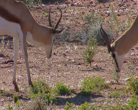 Springboks grazing and then fighting each other Stock Footage 34340776
