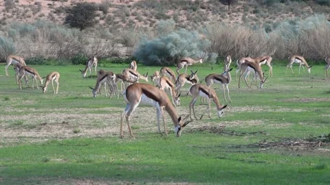Springboks Grazing Stock Footage 132764493