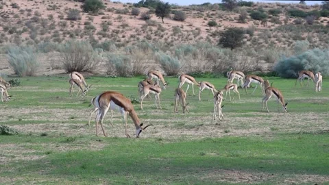 Springboks Grazing Stock Footage 132764777