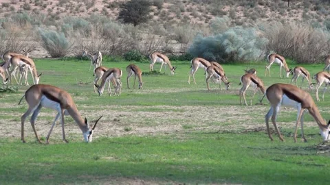Springboks Grazing Stock Footage 132765420