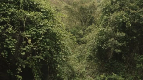 Springbrook Mountains - Pan left Tilt up Stock Footage 145887180