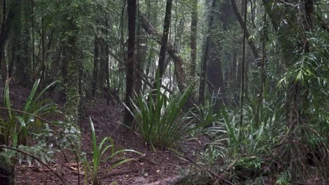 Springbrook National Park Cool Temperate Rainforest Raining 1 Stock Footage 154786419