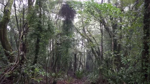 Springbrook National Park Cool Temperate Rainforest Raining 2 Stock Footage 154786423