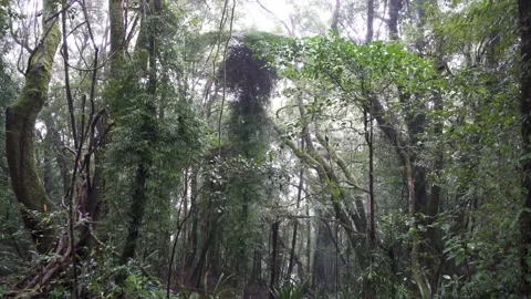 Springbrook National Park Cool Temperate Rainforest Raining 3 Stock Footage 154786475