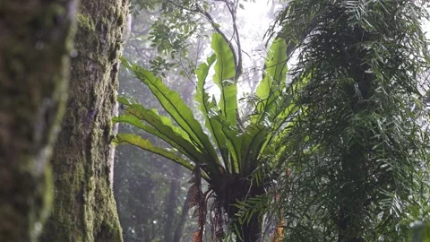 Springbrook National Park crows nest fern in rain and mist Stock Footage 154786494