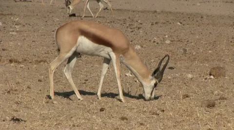 Springbuck Video stock 11977500