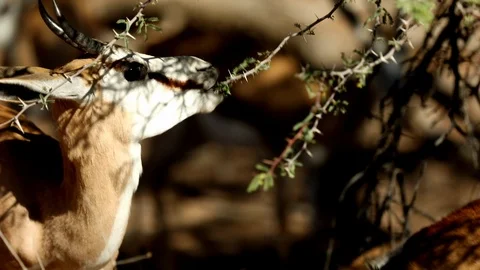 SPRINGBUCK GRAZING Stock Footage 104868089