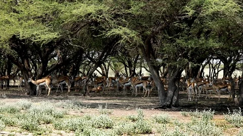 SPRINGBUCK HERD IN SHADE Stock Footage 104867897