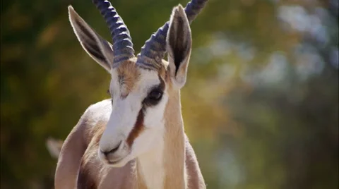 Springbuck ram Stock Footage 62583256