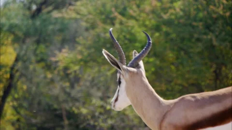 Springbuck ram Video stock 62592937