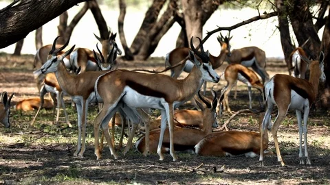 SPRINGBUCK IN SHADE Stock Footage 104867940