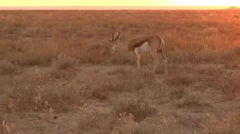 Springbuck at sunset Stock Footage