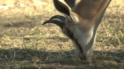 Springbuk Close up Stock Footage 10969830