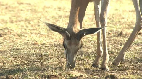 Springbuk Eating Stock Footage 10969956