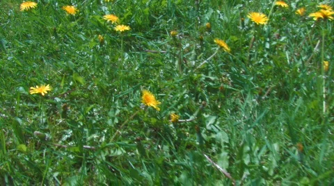 SpringDandelions Video stock 711284
