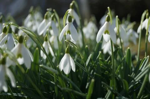 Springday Stockfoto's