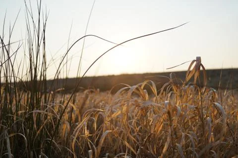 Springday Stockfoto's
