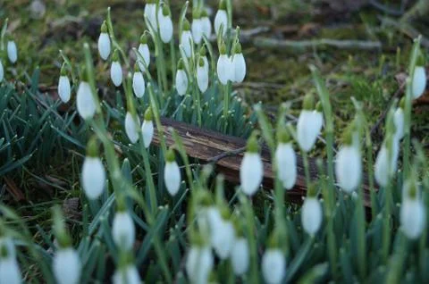Springday Stockfoto's