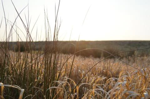 Springday Stockfoto's