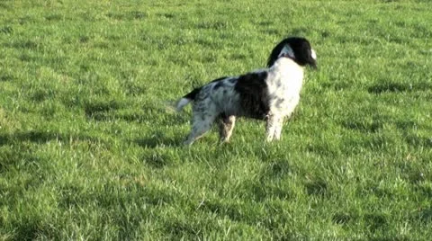 Springer 6 Video stock 10610421