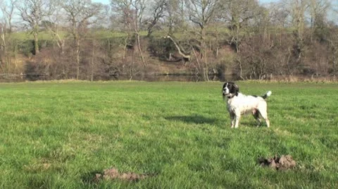 Springer Catching Toy Video stock 10712707