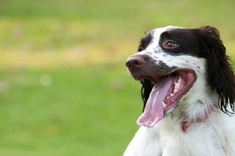 Springer dog closeup Stock Photos