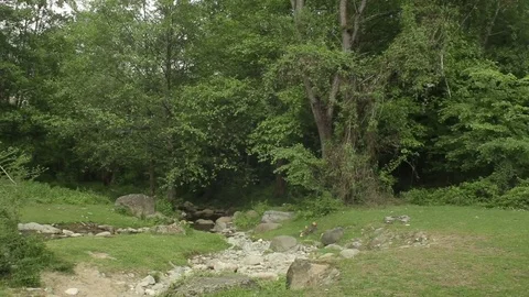 Springer Dog Cocker Spaniel Run Park Forest Mountain Breed Hunt Stock-Footage 75810915