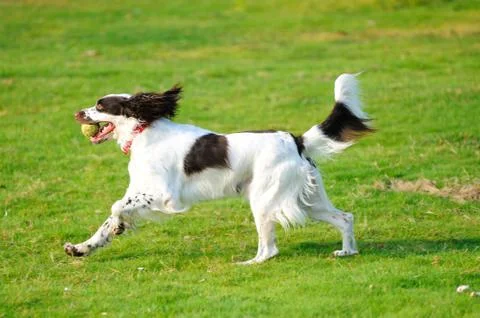 Springer dog running Stock Photos