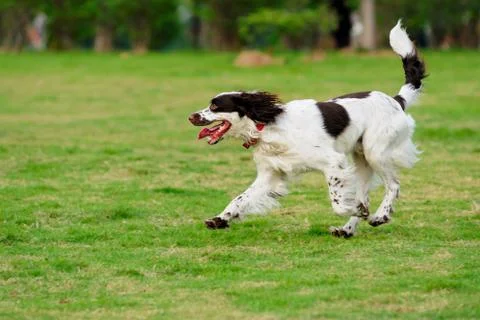Springer dog running Stock Photos