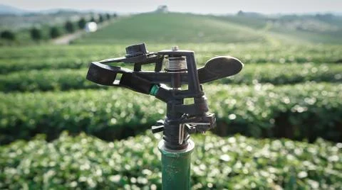 Springer Stock Photos