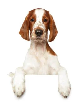 Springer Spaniel above banner Stock Photos