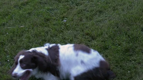 Springer Spaniel attacking a stick Stock Footage 92795456