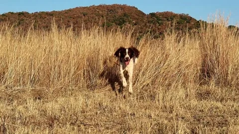 Springer Spaniel bursting from behind tall long grass in slow motion - Video stock 278851556