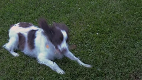 Springer Spaniel chasing and chewing on a stick Stock Footage 92795510