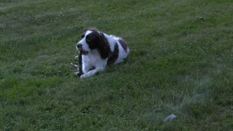 Springer Spaniel chewing on a stick Stock Footage 92795415