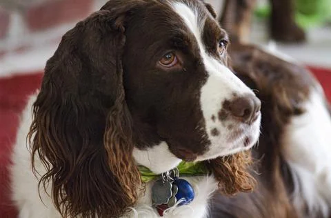 Springer spaniel close up head shot Foto stock