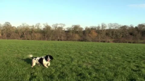 Springer spaniel dog in a field Video stock 10607611