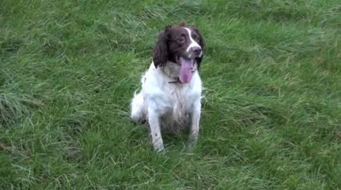 Springer spaniel dog in a field Video stock 10607766