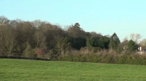 Springer spaniel dog in a field Video stock 10607774