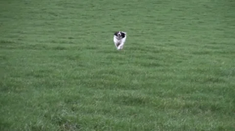 Springer spaniel dog Video stock 10607467