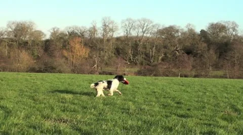 Springer Spaniel Dog Video stock 10607640