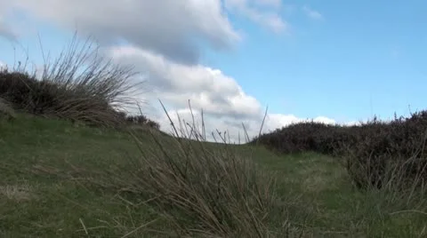 Springer spaniel dog Video stock 10727751