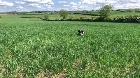 Springer Spaniel dog jumping around in a  field 스톡 동영상 315241961