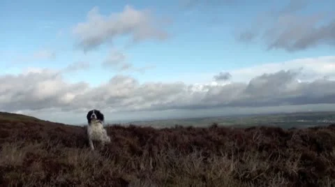 Springer Spaniel dog jumping in the heather Video stock 10717340