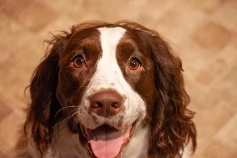 Springer Spaniel dog looking at camera Stock Photos