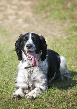 Springer spaniel dog lying down and panting Stock Photos